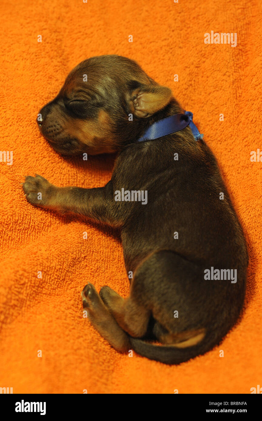 Rhodesian Ridgeback (Canis lupus familiaris). Very young puppy (one week old) with eyes still closed sleeping on an orange towel Stock Photo