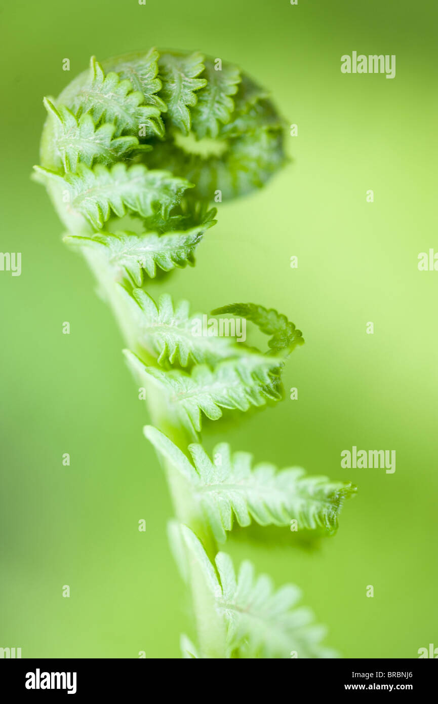 Curled up close up of a fern hi-res stock photography and images - Alamy
