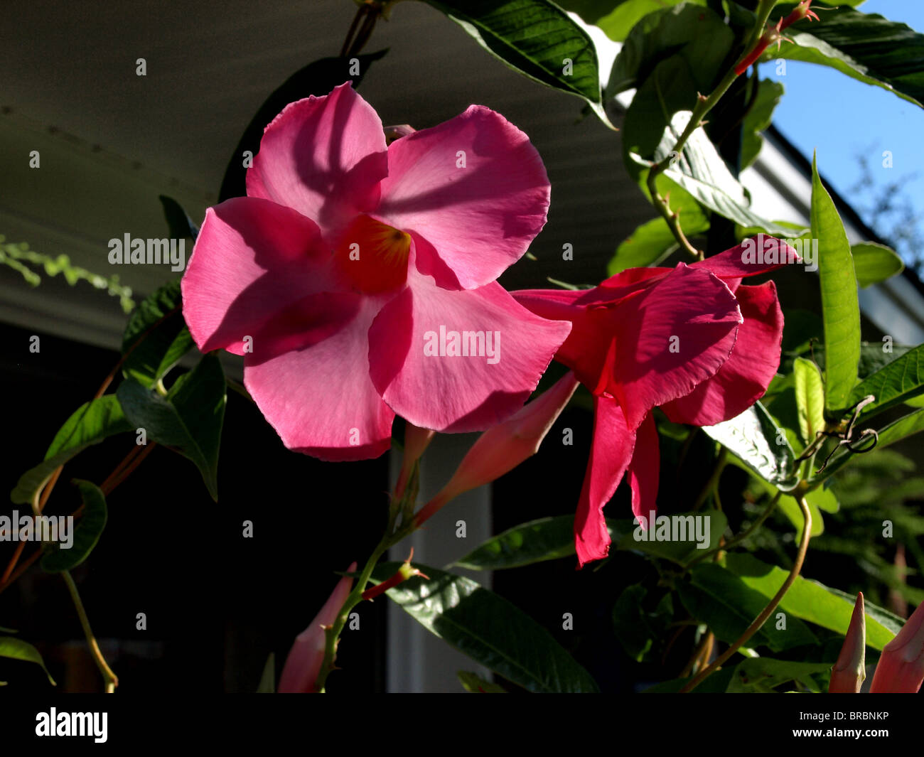pink red flowers 'alice dupont' mandevilla climbing vine plant flower garden potted Stock Photo