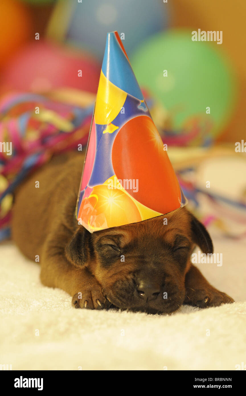 Rhodesian Ridgeback. Puppy with a little hat sleeping in front of paper ...