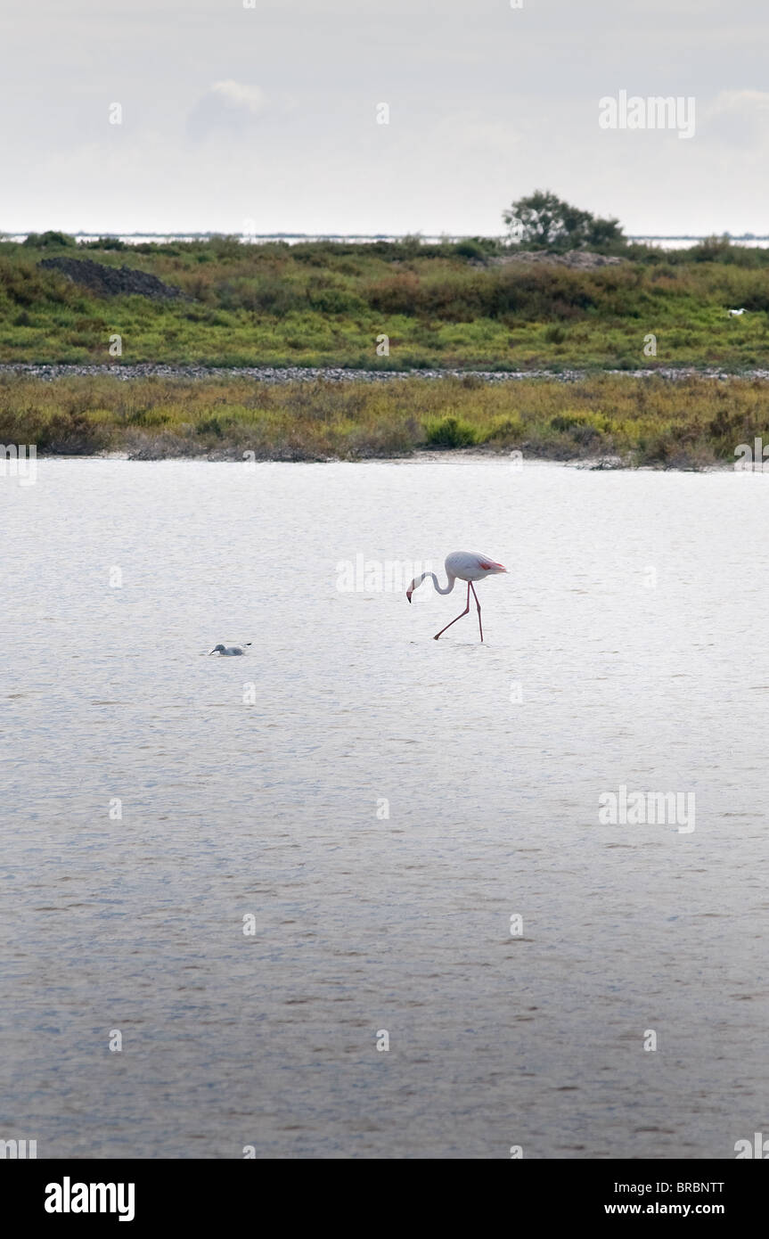 A Flamingo on the lagoon Stock Photo