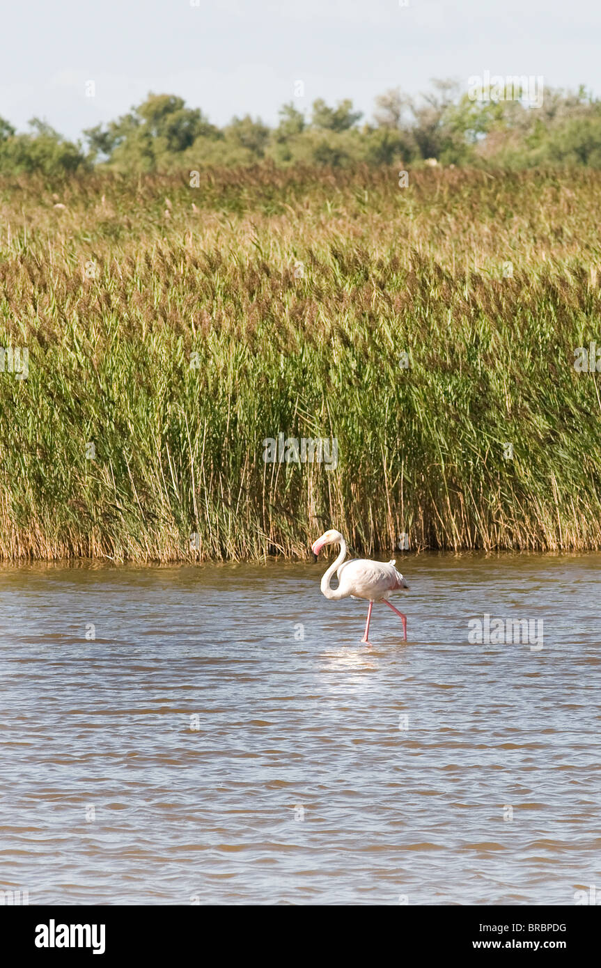 A Flamingo on the lagoon Stock Photo