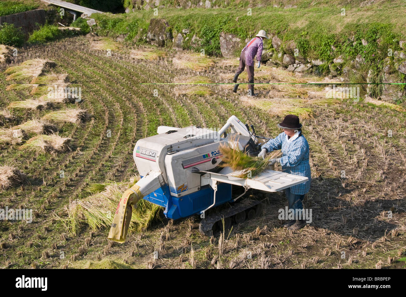 Rice paddy harvested harvesting machine hires stock photography and