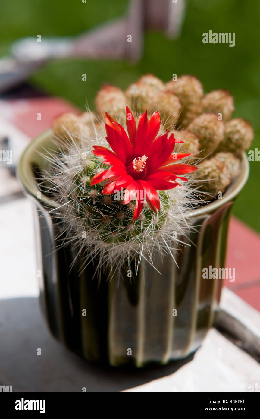 A potted cactus plant in flower.Oreocereus Intertexta Stock Photo