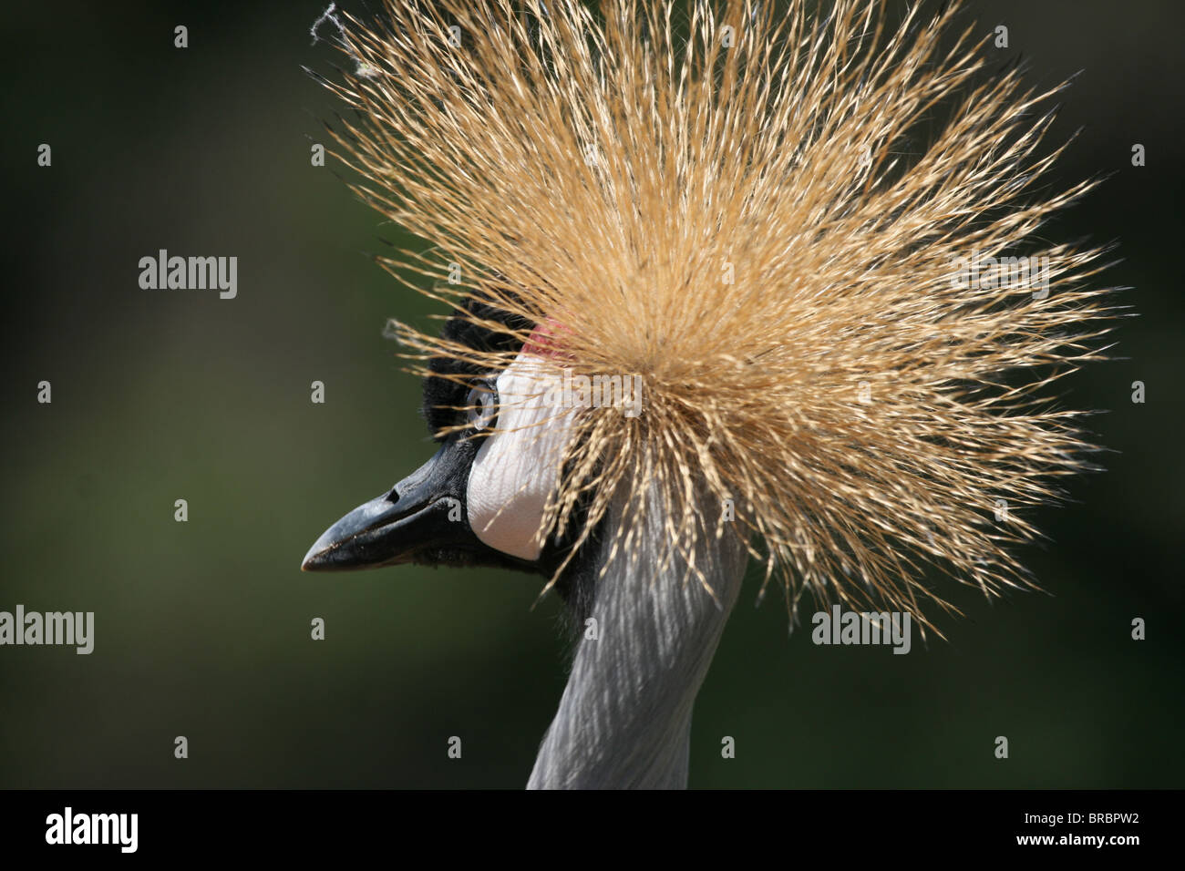 Crested or Crowned Crane (balearica regulorum) is the national bird of Uganda Stock Photo
