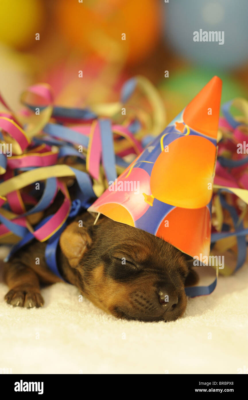 Rhodesian Ridgeback (Canis lupus familiaris). Puppy with a little hat sleeping among paper streamers and multicolored confetti Stock Photo