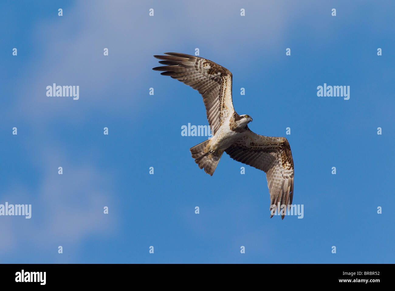 Osprey - flying / Pandion haliaetus Stock Photo