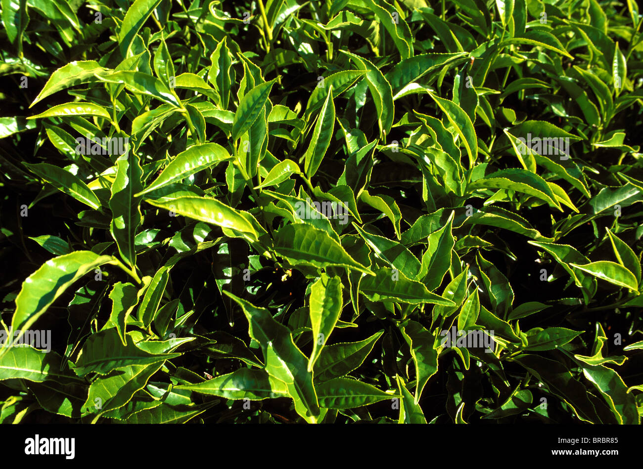 Tea bushes on Sahambavy estate near Fianarantsoa, Madagascar Stock Photo