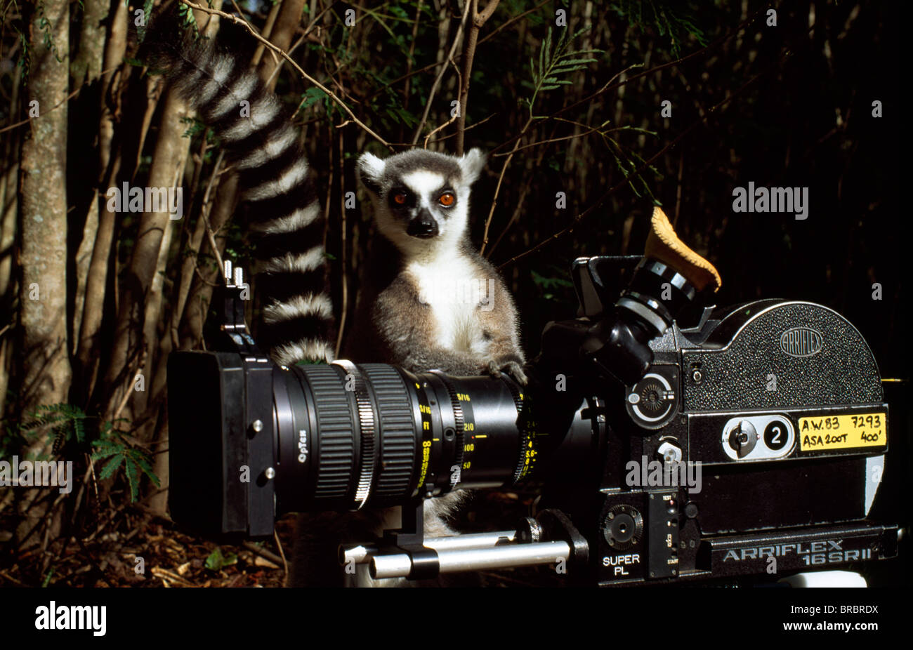 Ring-tailed Lemur (Lemur catta) with camera, Berenty, Southern Madagascar Stock Photo