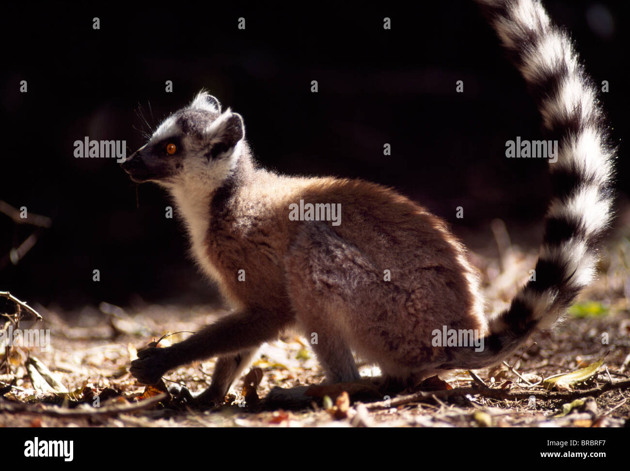 Ring-tailed Lemur (Lemur catta) on ground, Berenty, Southern Madagascar Stock Photo