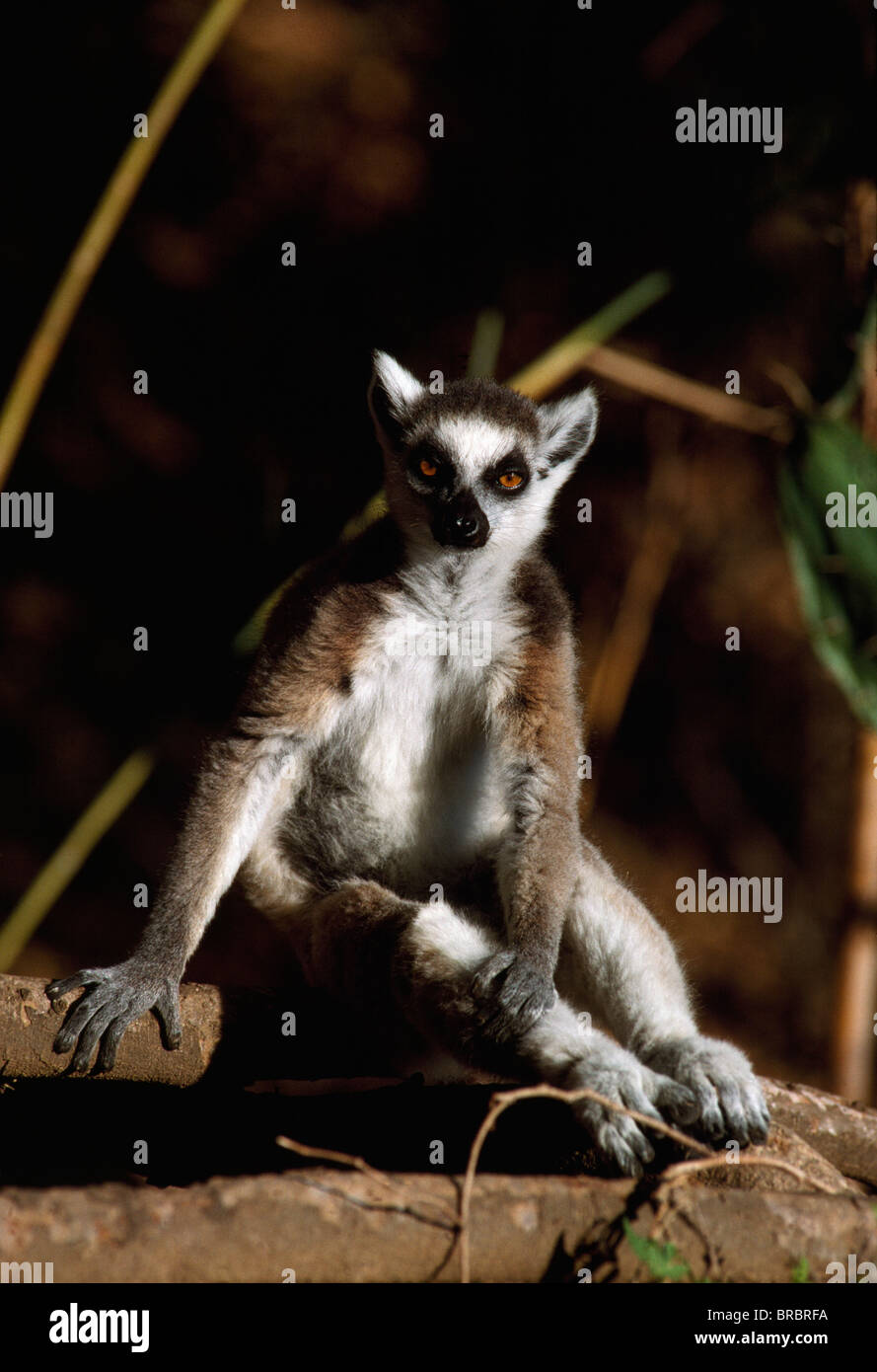 Ring-tailed Lemur (Lemur catta) resting, Berenty, Southern Madagascar Stock Photo