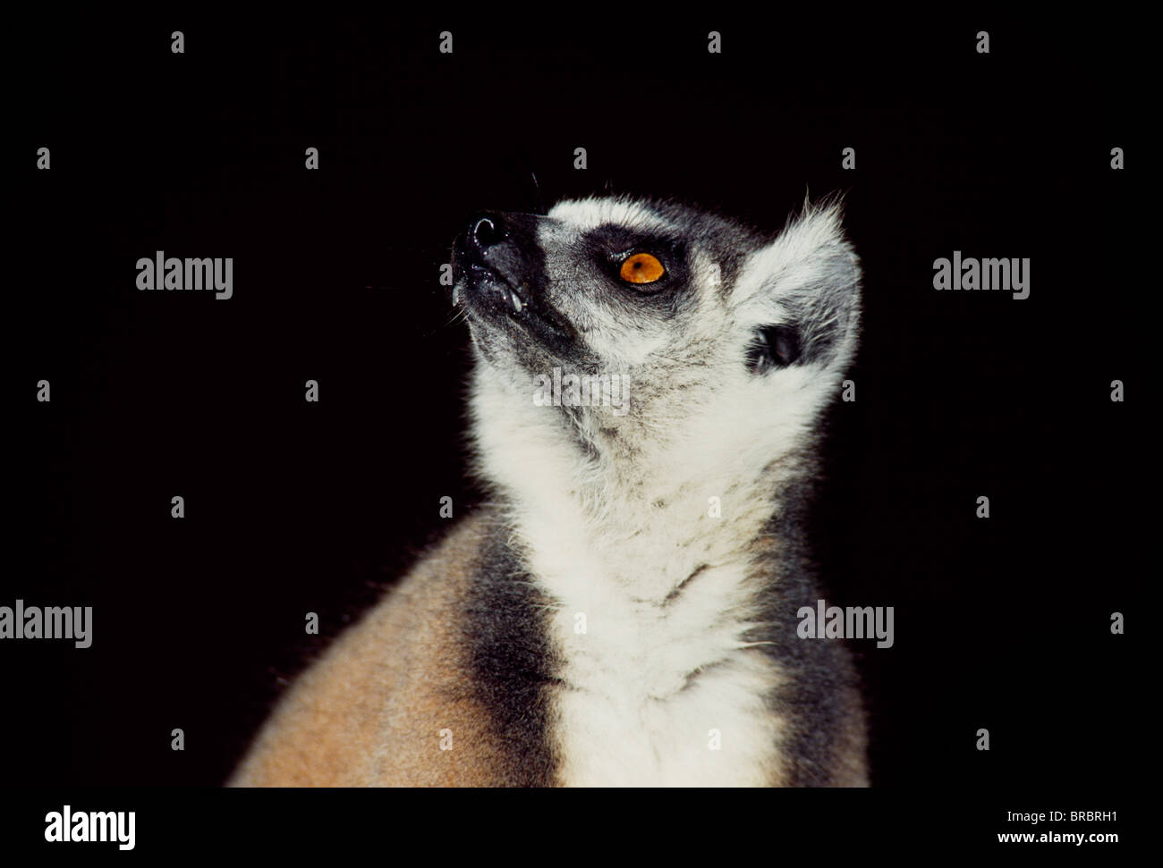 Portrait of a ring-tailed Lemur (Lemur catta), Berenty, Southern Madagascar Stock Photo