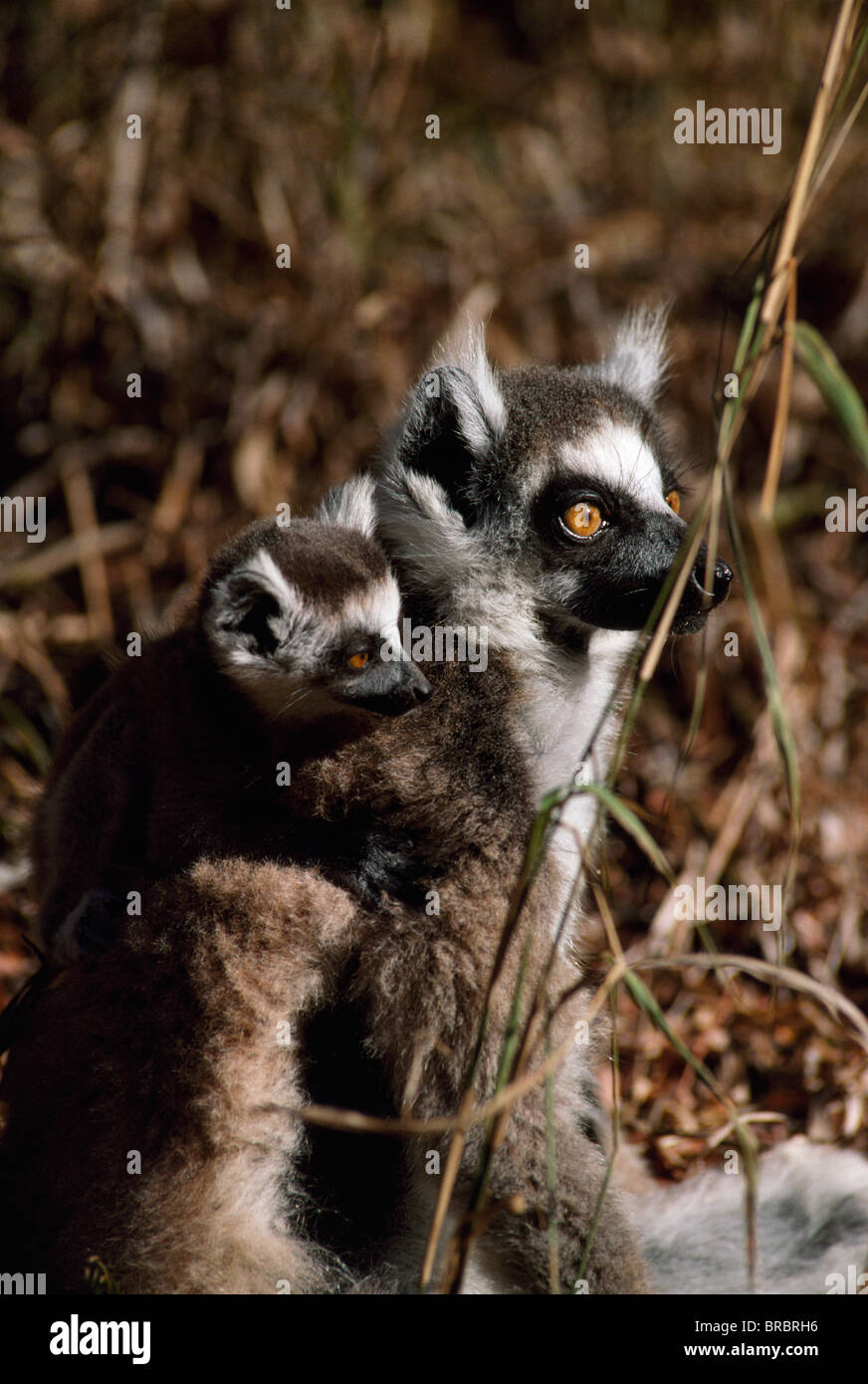 Ring-tailed Lemurs (Lemur catta), mother with baby on back resting, Berenty, Southern Madagascar Stock Photo