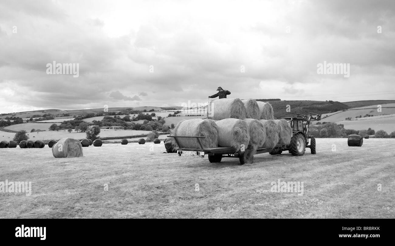 Welsh farmers load bales of hay on to a tractor at the end of the summer harvest. Stock Photo