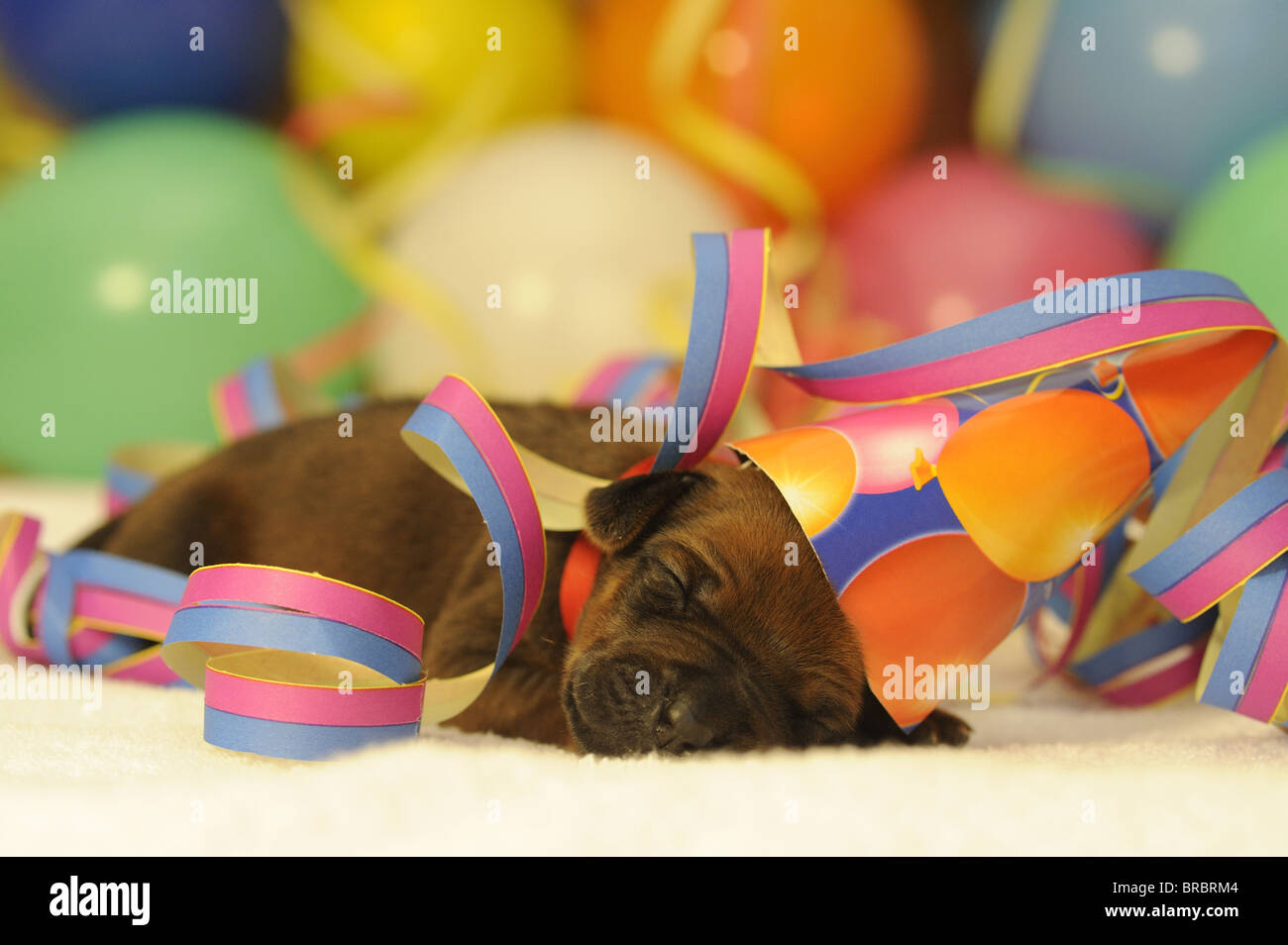 Rhodesian Ridgeback (Canis lupus familiaris). Puppy with a little hat sleeping among paper streamers and multicolored balloons. Stock Photo