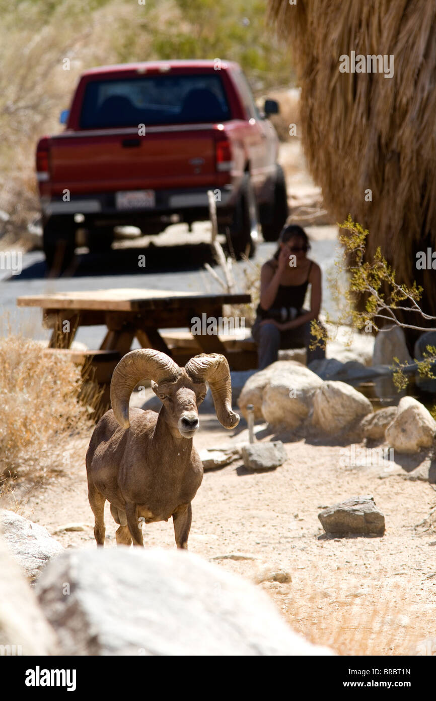 Peninsular Bighorn Sheep Ram (Ovis canadensis cremnobates), Borrego