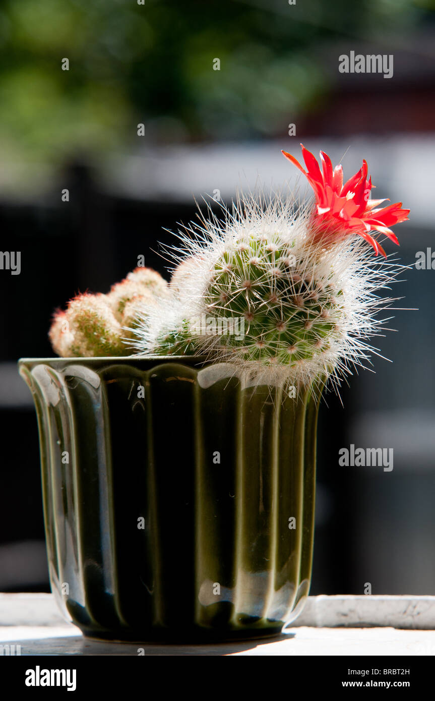Cactus in flower pot hi-res stock photography and images - Alamy