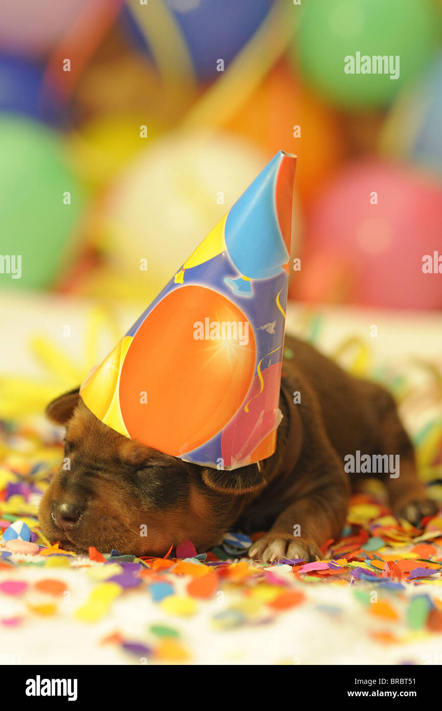 Rhodesian Ridgeback (Canis lupus familiaris). Puppy with a little hat sleeping among multicolored confetti. Stock Photo