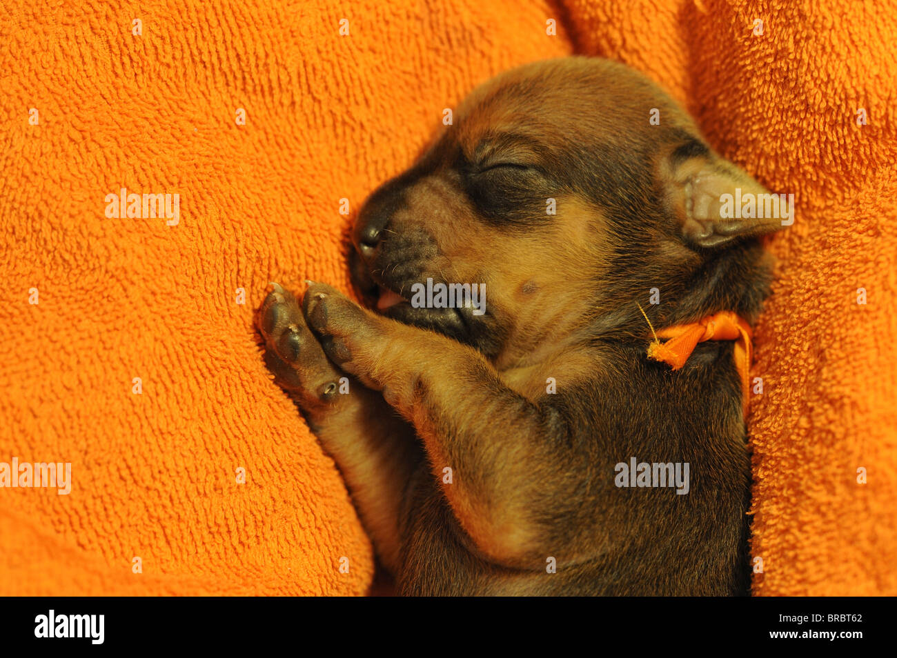 Rhodesian Ridgeback (Canis lupus familiaris). Very young puppy (one week old) with eyes still closed sleeping on an orange towel Stock Photo