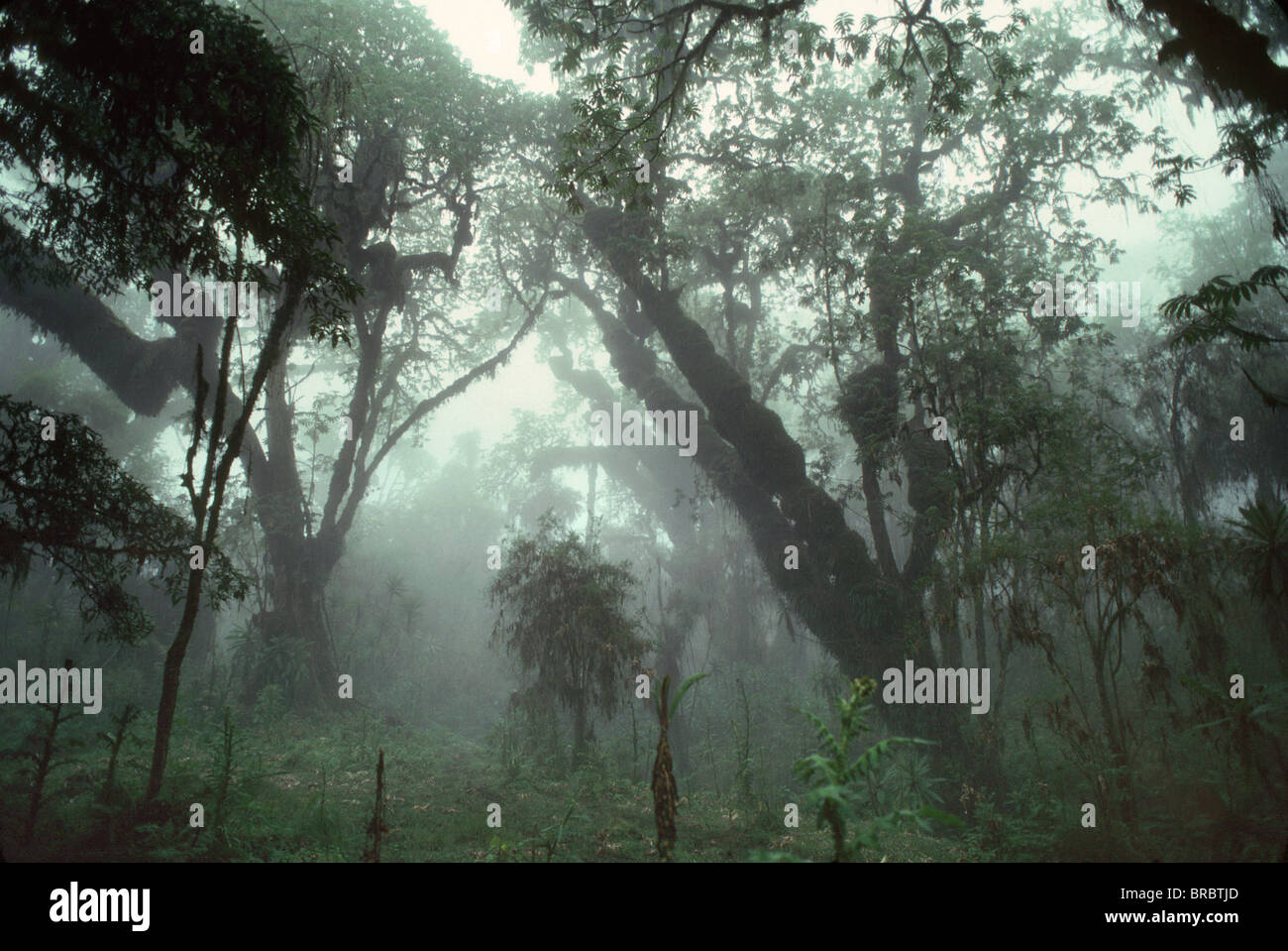 Hagenia (Hagenia abyssinica) Forest, Mountain Gorilla Habitat, Virunga Volcanoes, Rwanda Stock Photo