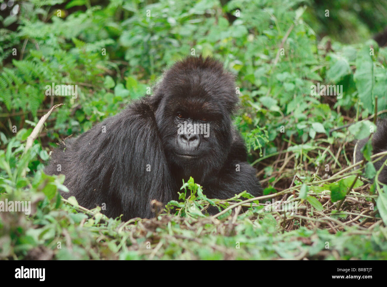 Mountain Gorilla (Gorilla gorilla beringei) female Poppy, Virunga Volcanoes, Rwanda Stock Photo