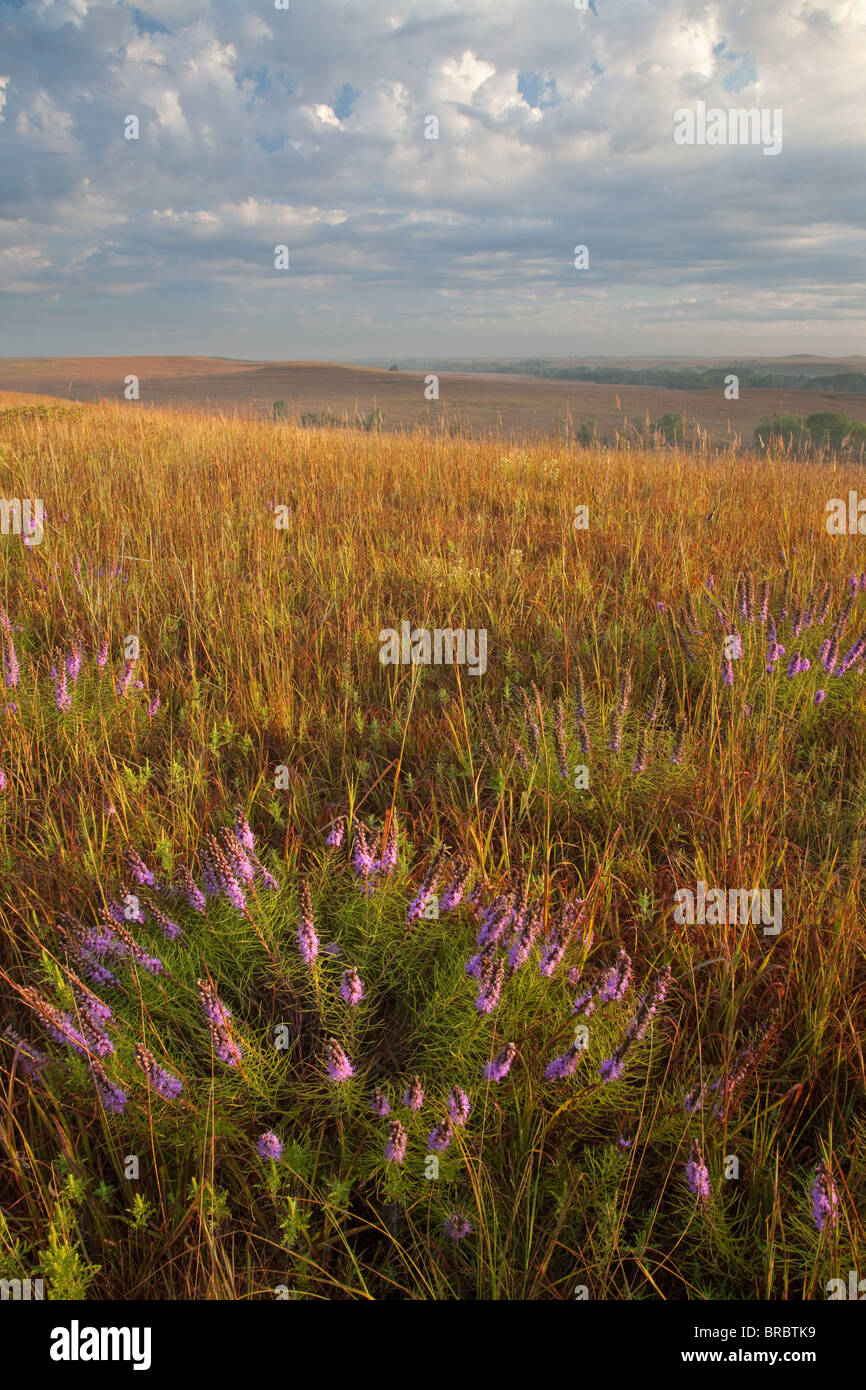 dotted blazing star (Liatris punctata) in tallgrass prairie, Tallgrass Prairie National Preserve, Kansas Stock Photo