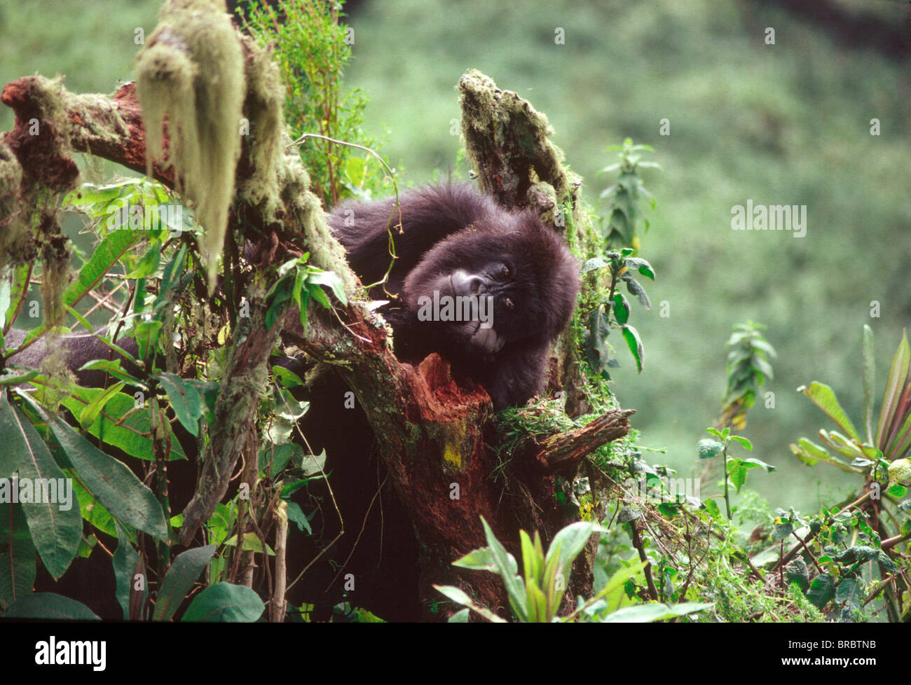 Mountain Gorilla (Gorilla gorilla beringei) juvenile, Virunga Volcanoes, Rwanda Stock Photo