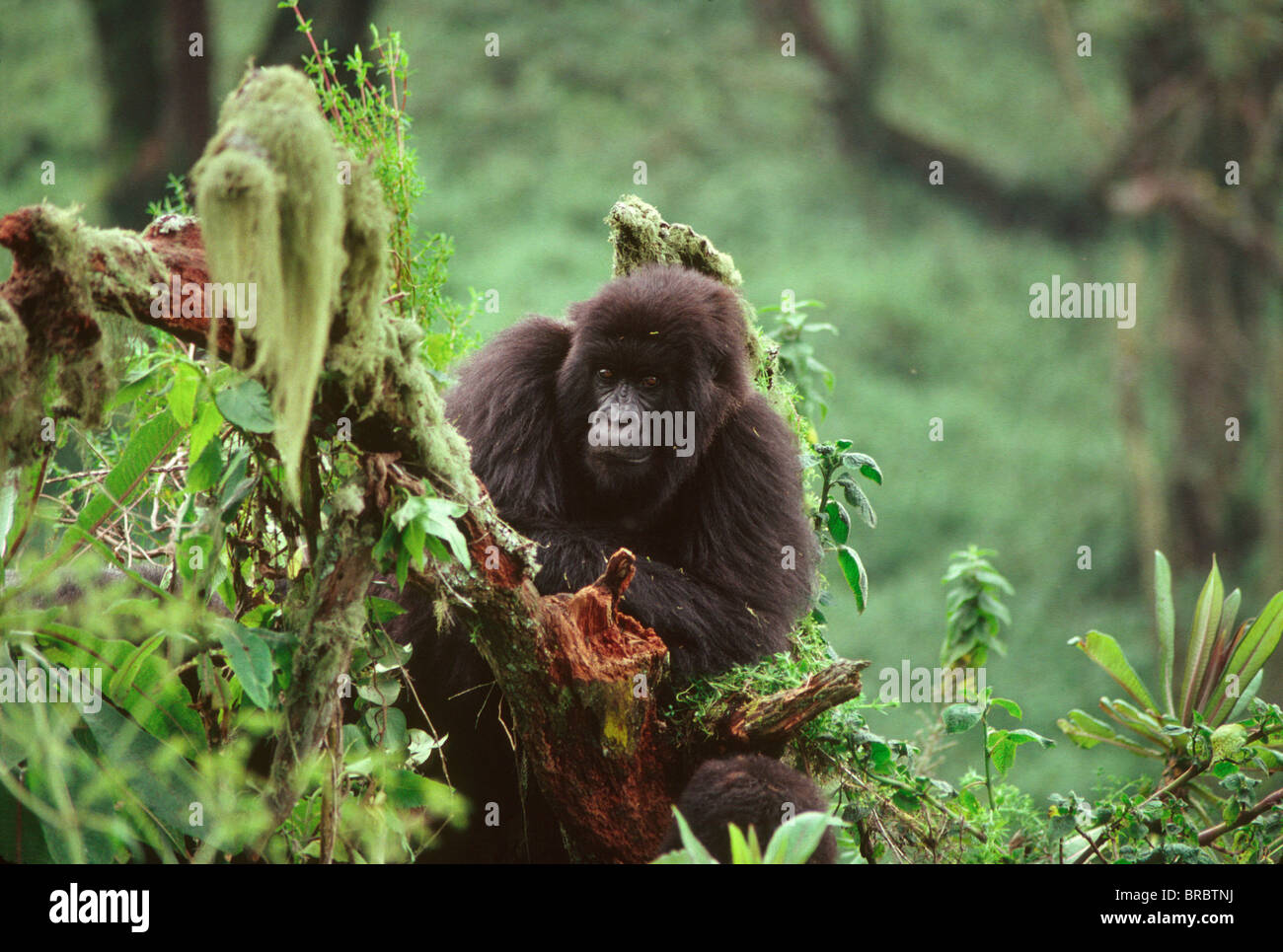 Mountain Gorilla (Gorilla gorilla beringei) juvenile, Virunga Volcanoes, Rwanda Stock Photo