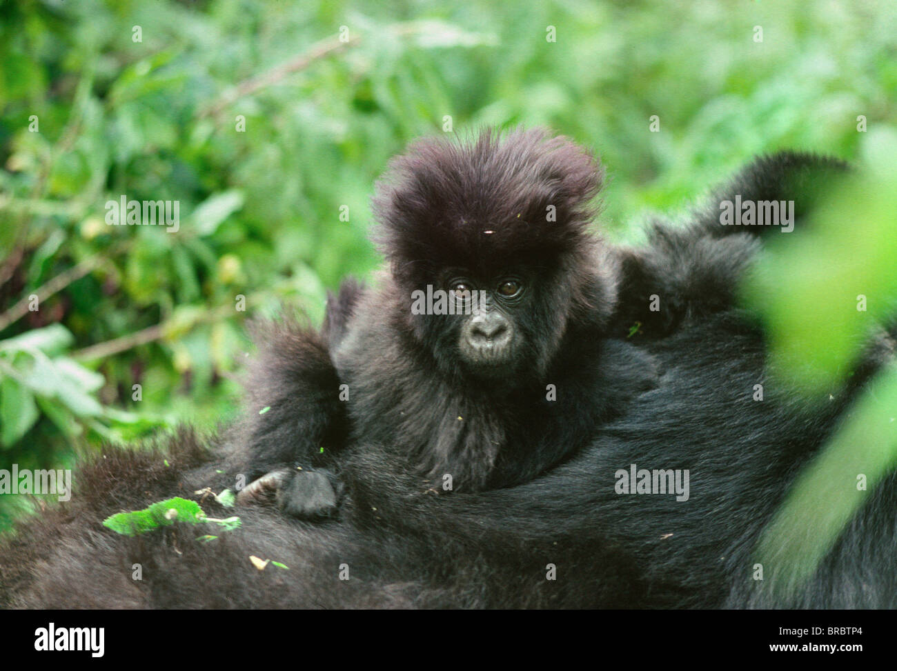 Mountain Gorilla (Gorilla g. beringei) infant on mother's back, Virunga Volcanoes, Rwanda Stock Photo