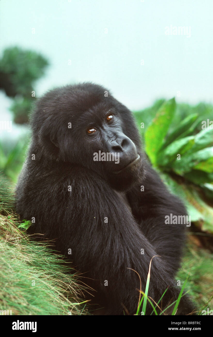 Mountain Gorilla Gorilla Gorilla Beringei Blackback Male In Stock Photo Alamy