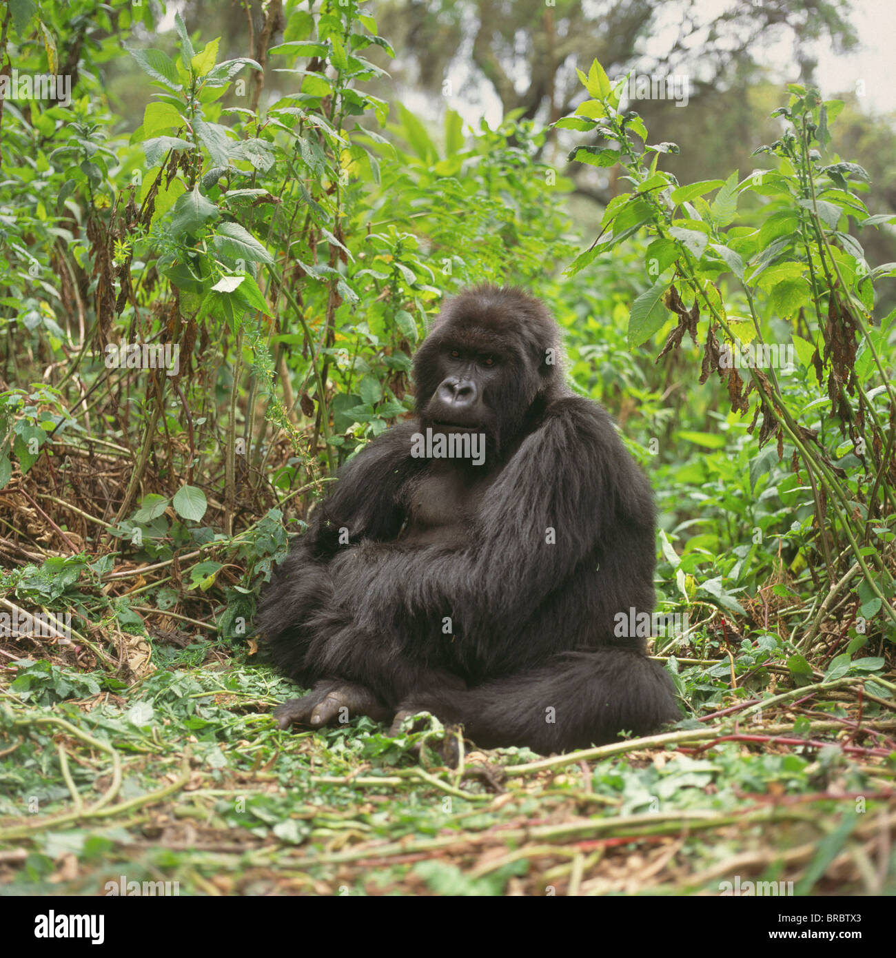 Blackback Gorilla High Resolution Stock Photography And Images Alamy