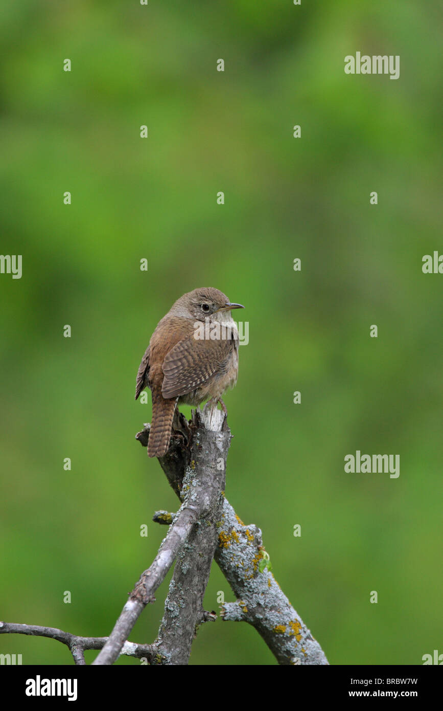 House Wren Troglodytes aedon perched on some tree branches looking over its shoulder with eye contact Stock Photo