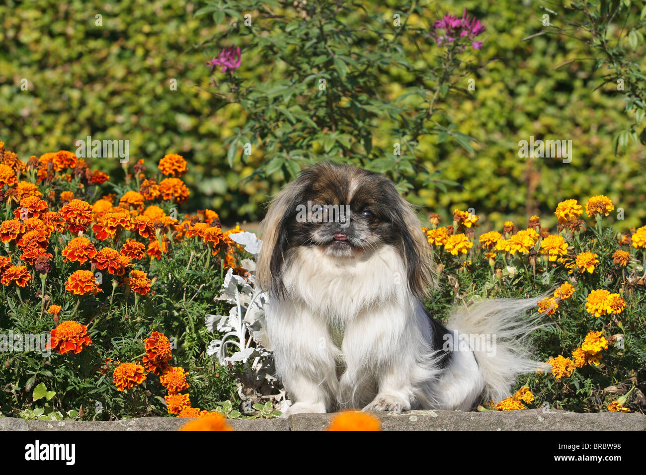 Pekinese dog - sitting in front of flowers Stock Photo