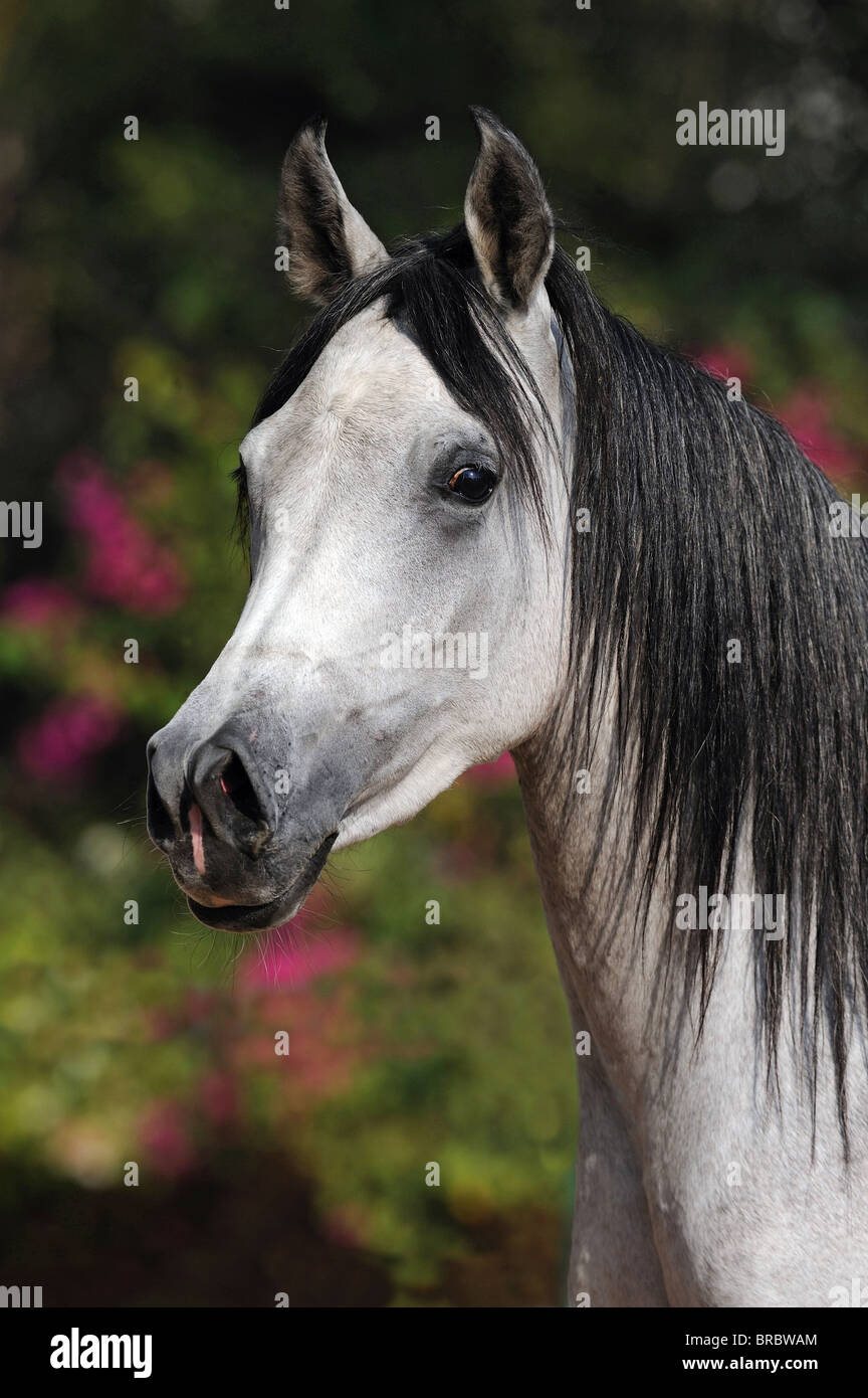Arabian Horse (Equus ferus caballus), portrait of a mare. Stock Photo