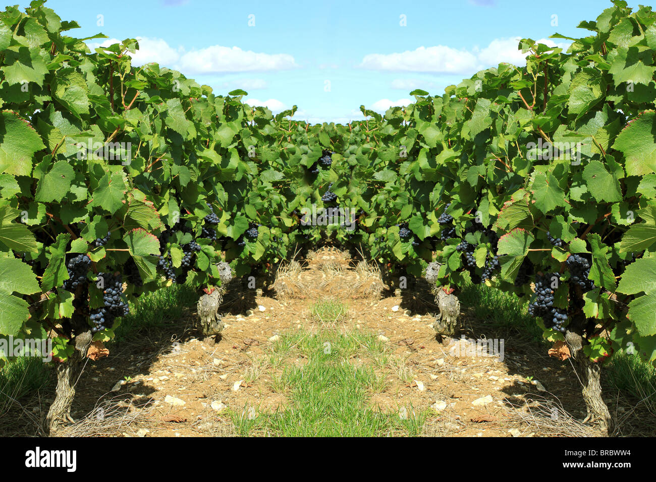 Photograph of the vines during the vintage of the vineyards of the
