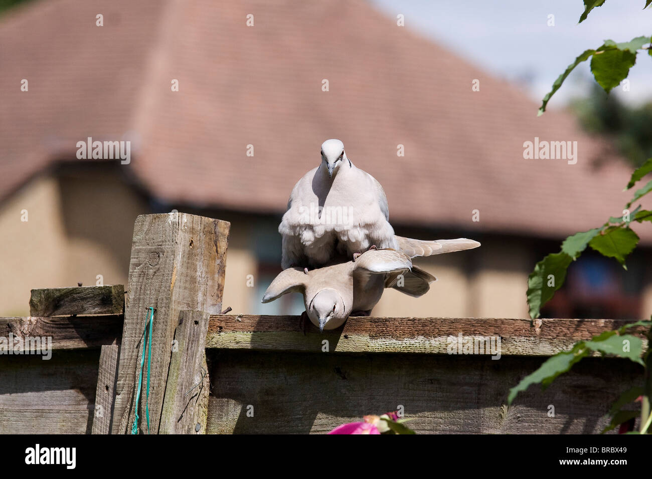 Doves mating hires stock photography and images Alamy