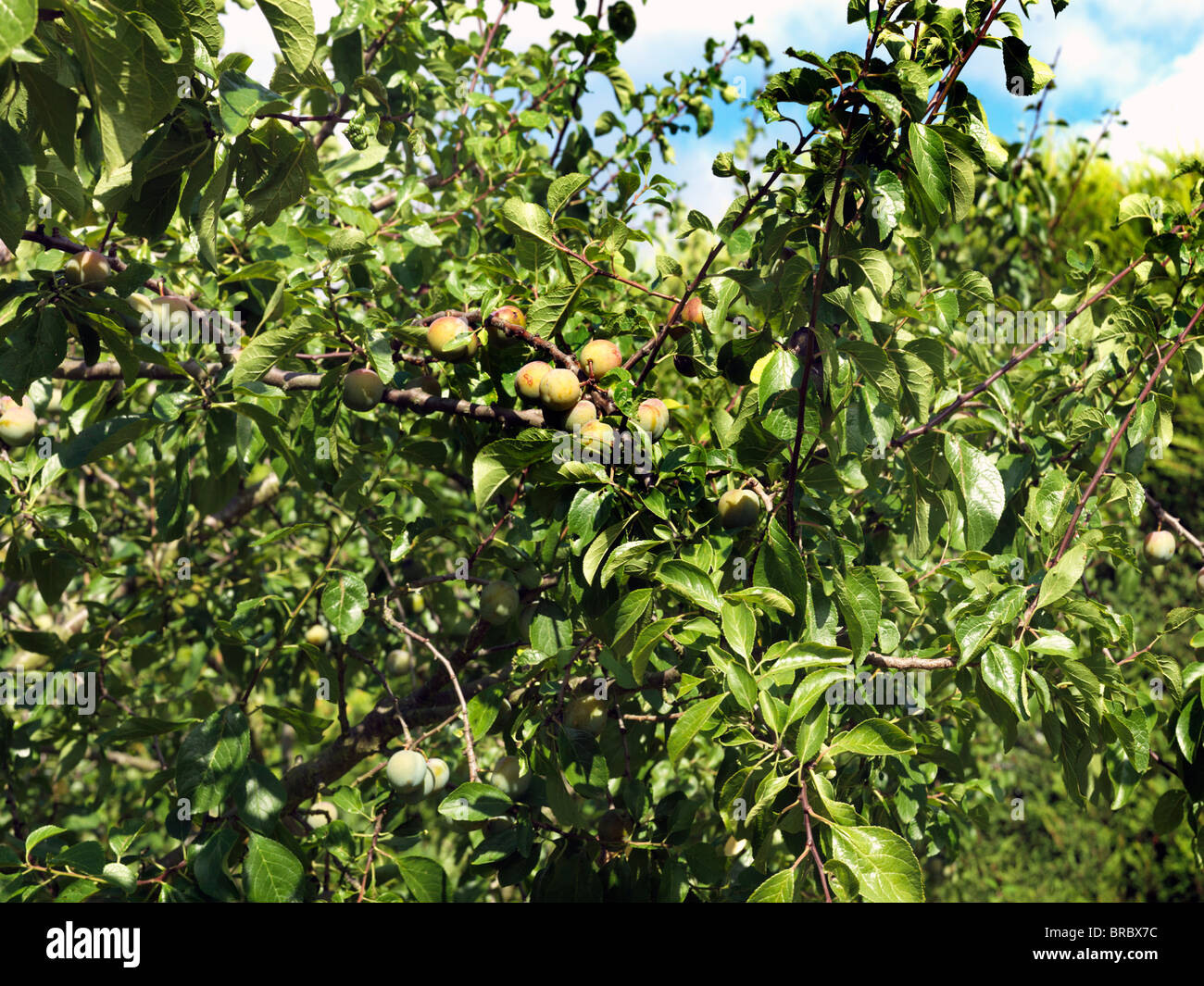 Greengages Growing On tree England Stock Photo Alamy