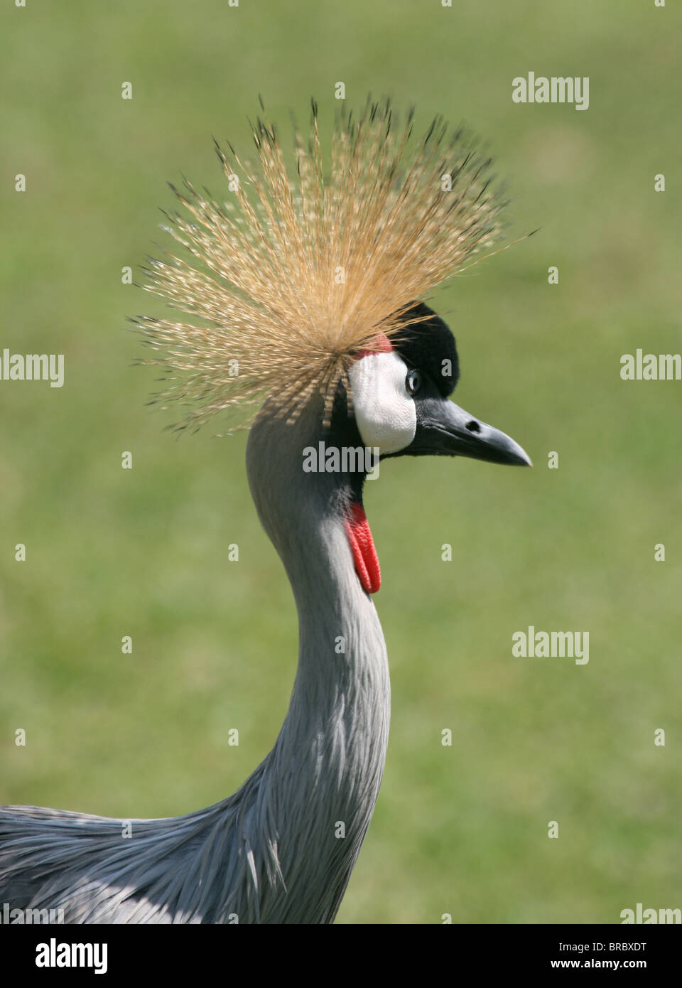 Crested or Crowned Crane (balearica regulorum) is the national bird of Uganda Stock Photo