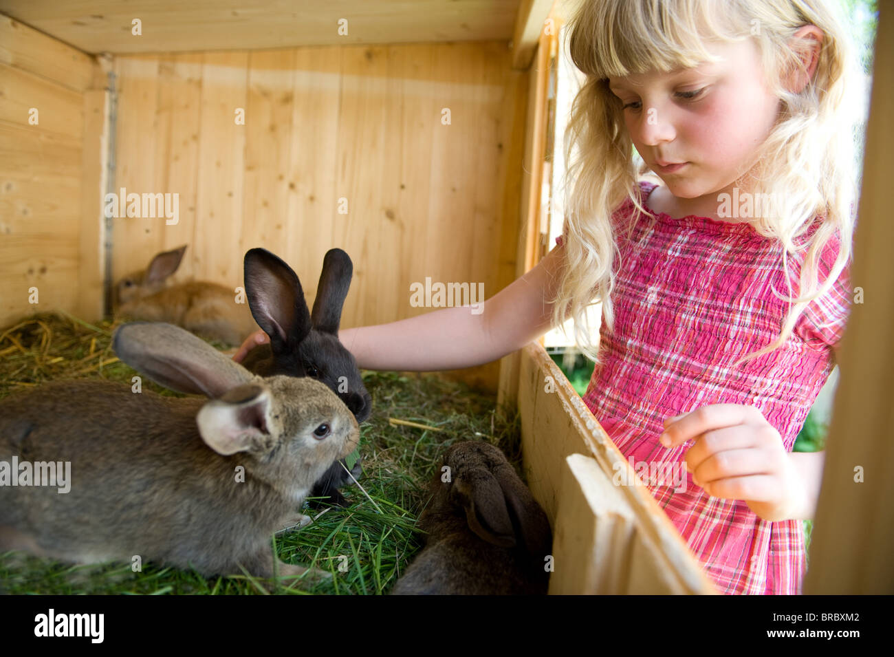 Pet rabbit hutch straw hires stock photography and images Alamy