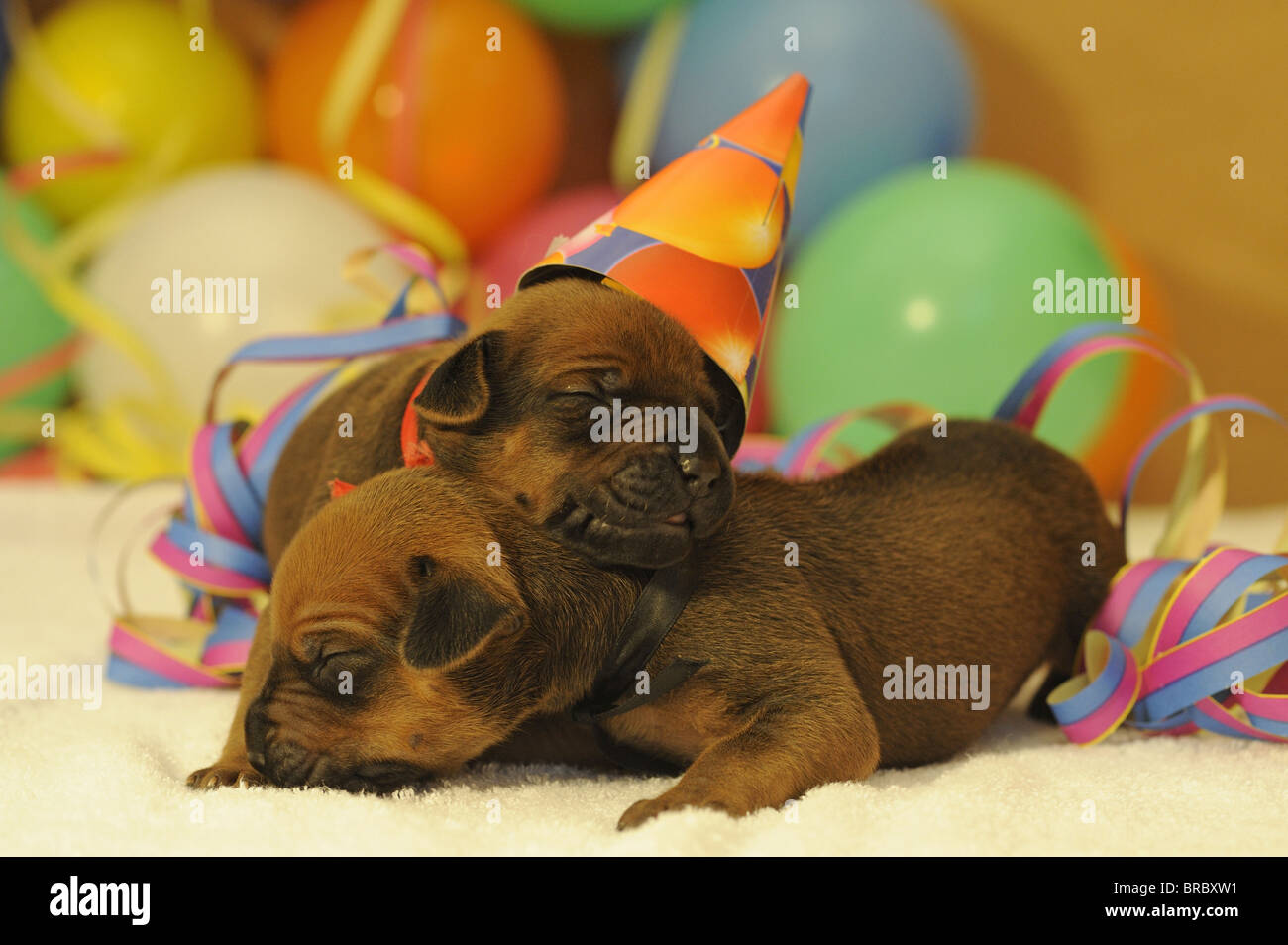 Rhodesian Ridgeback. Two puppies with multicolored little hats sleeping among paper streamers in front of balloons. Stock Photo