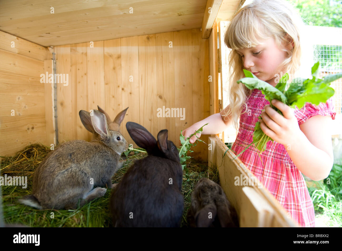 Rabbit hutch hires stock photography and images Alamy