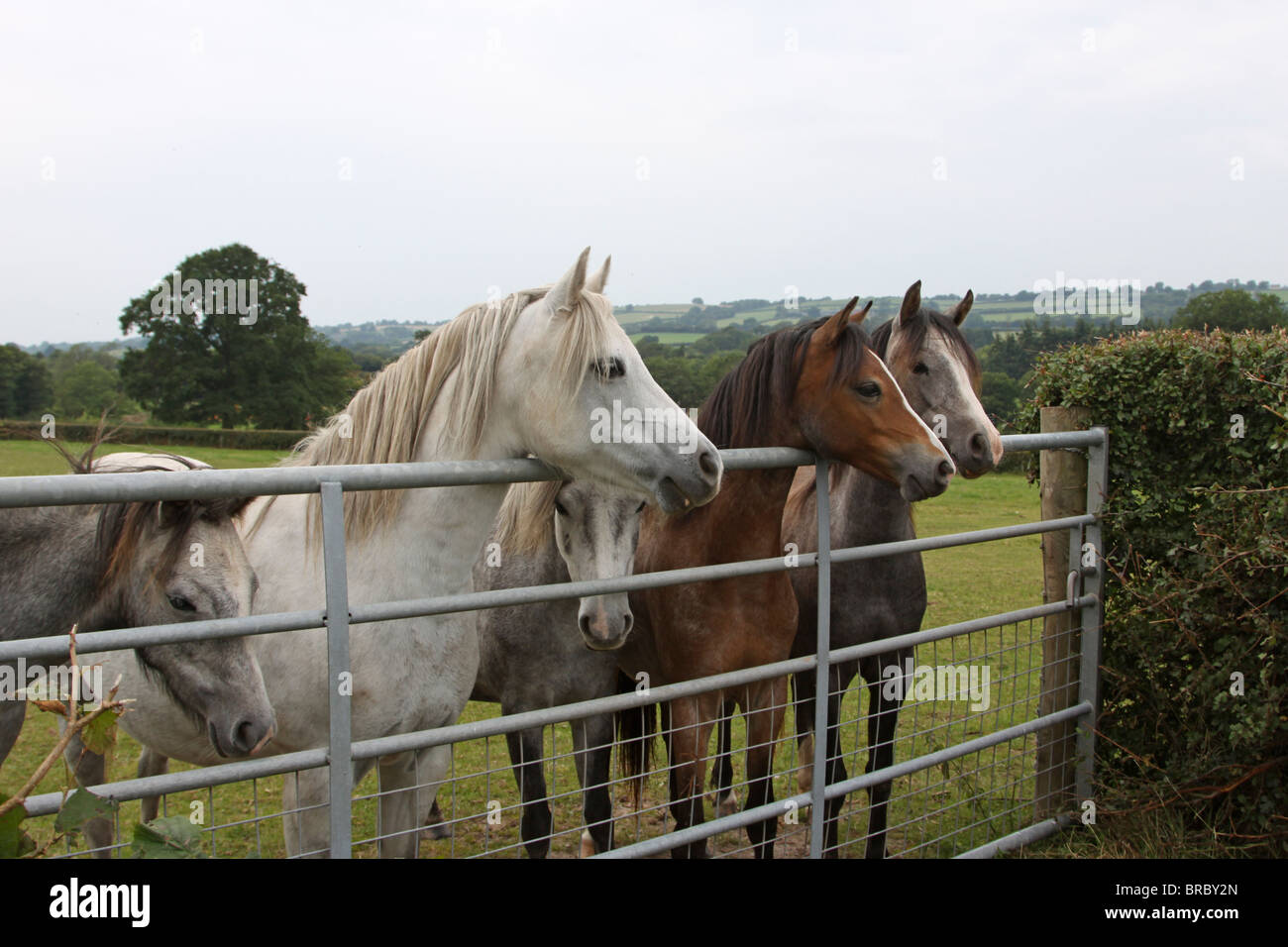 Five Welsh Mountain ponies looking over a gate Stock Photo