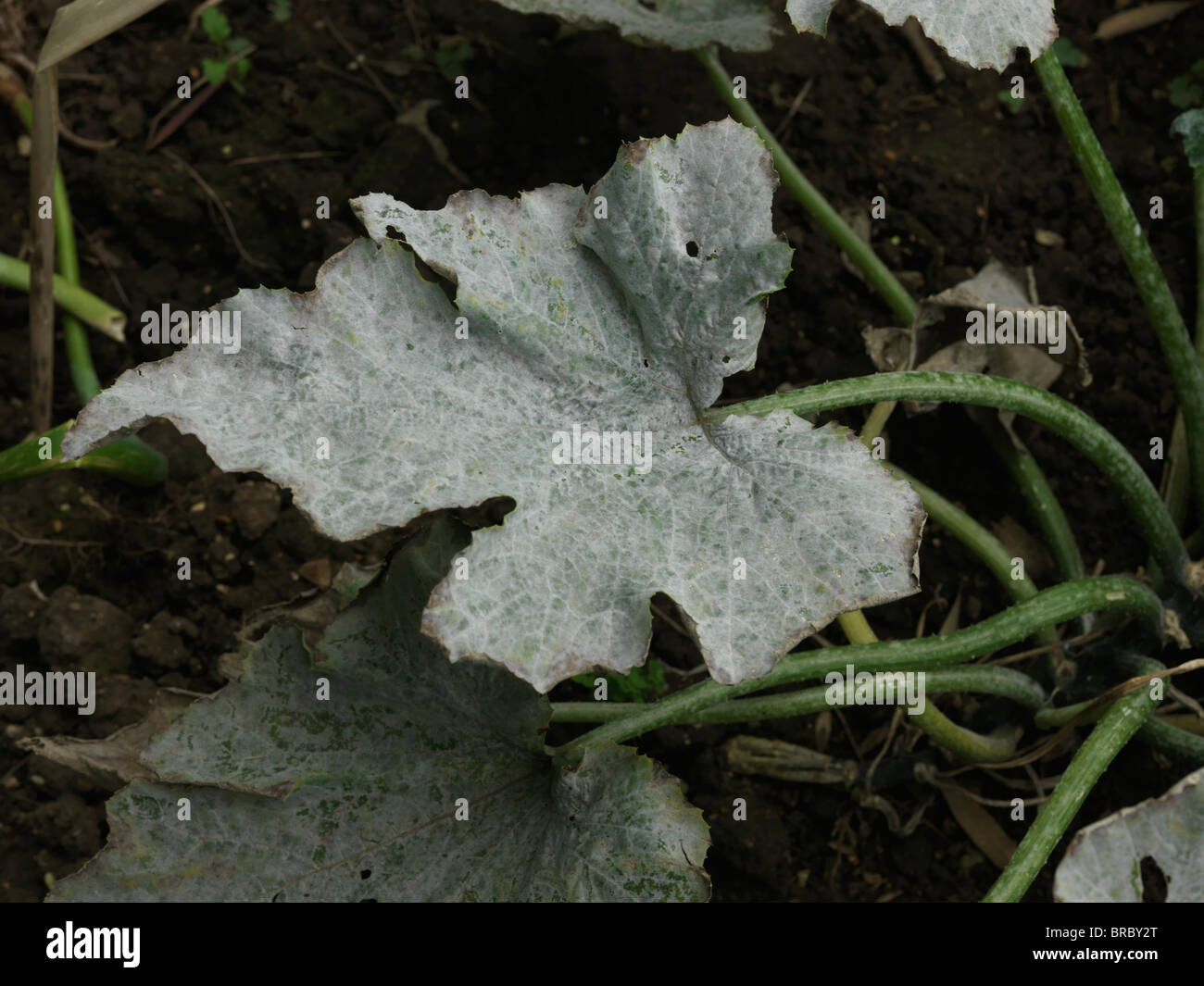 Silver Leaf Disease High Resolution Stock Photography And Images Alamy Silver Leaf Disease High Resolution Stock Photography And Images Alamy