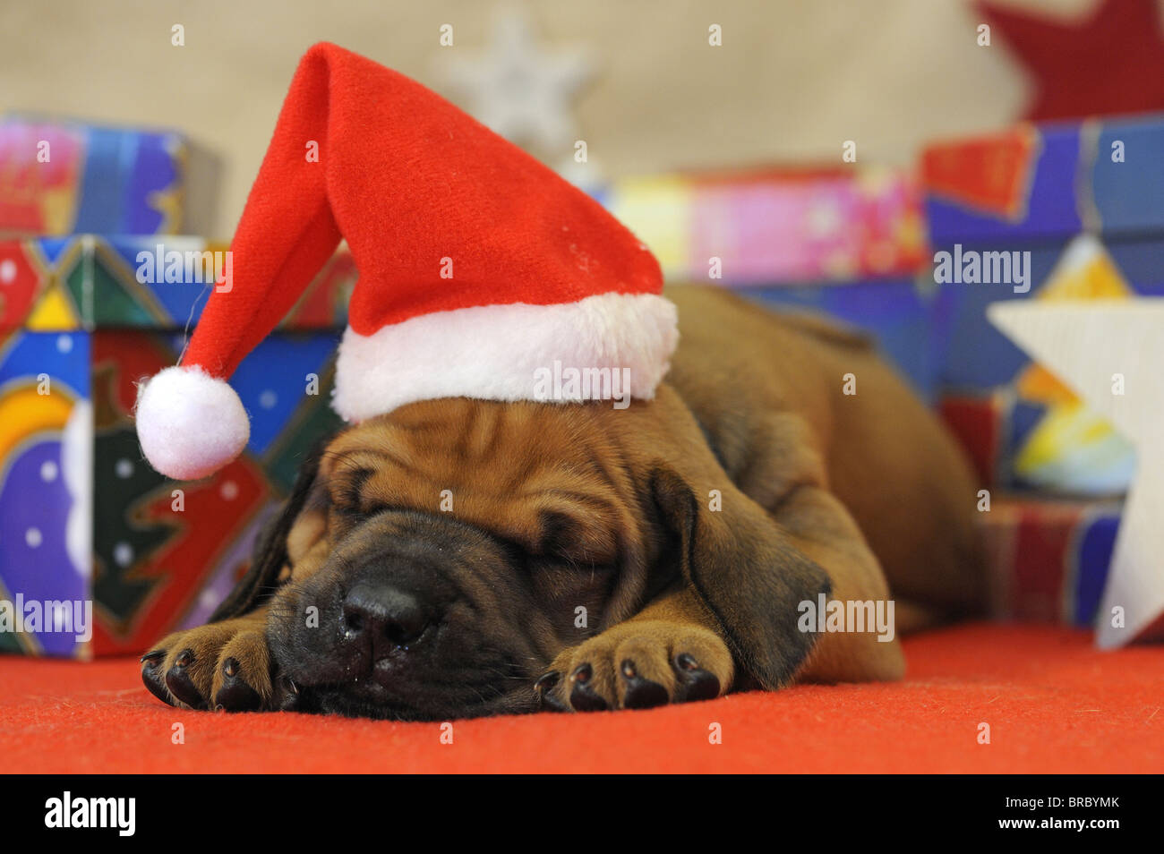 Rhodesian Ridgeback (Canis lupus familiaris). Puppy with Santa Claus hat sleeping in front of gifts wrapped in mulicolored paper Stock Photo