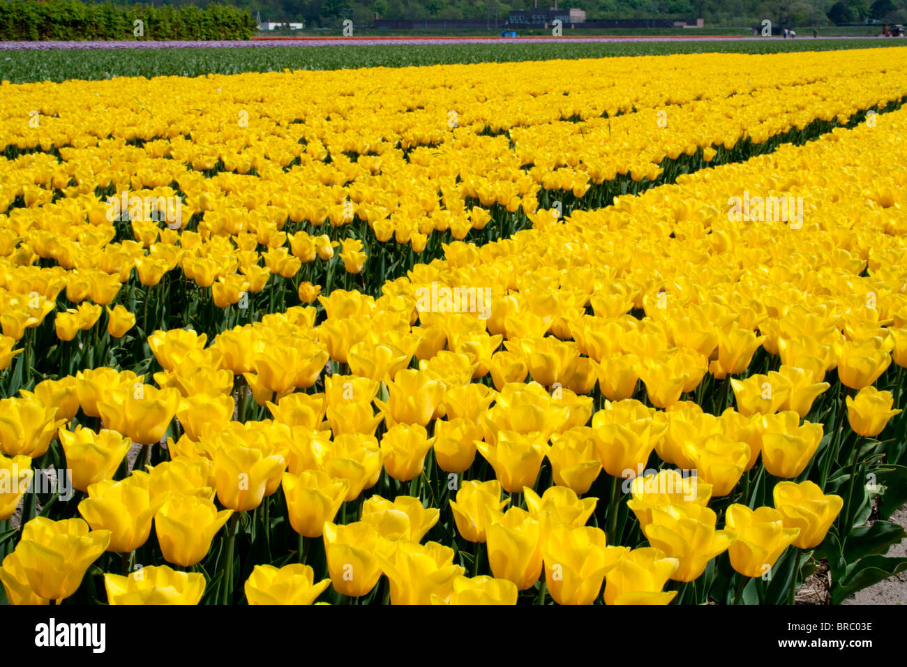 Yellow tulip field in Holland Stock Photo - Alamy