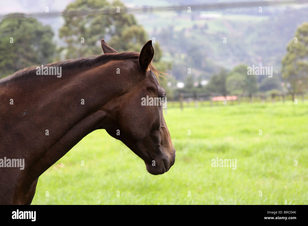 Thoroughbred horses head shots, feeding and standing against a green field. Stock Photo