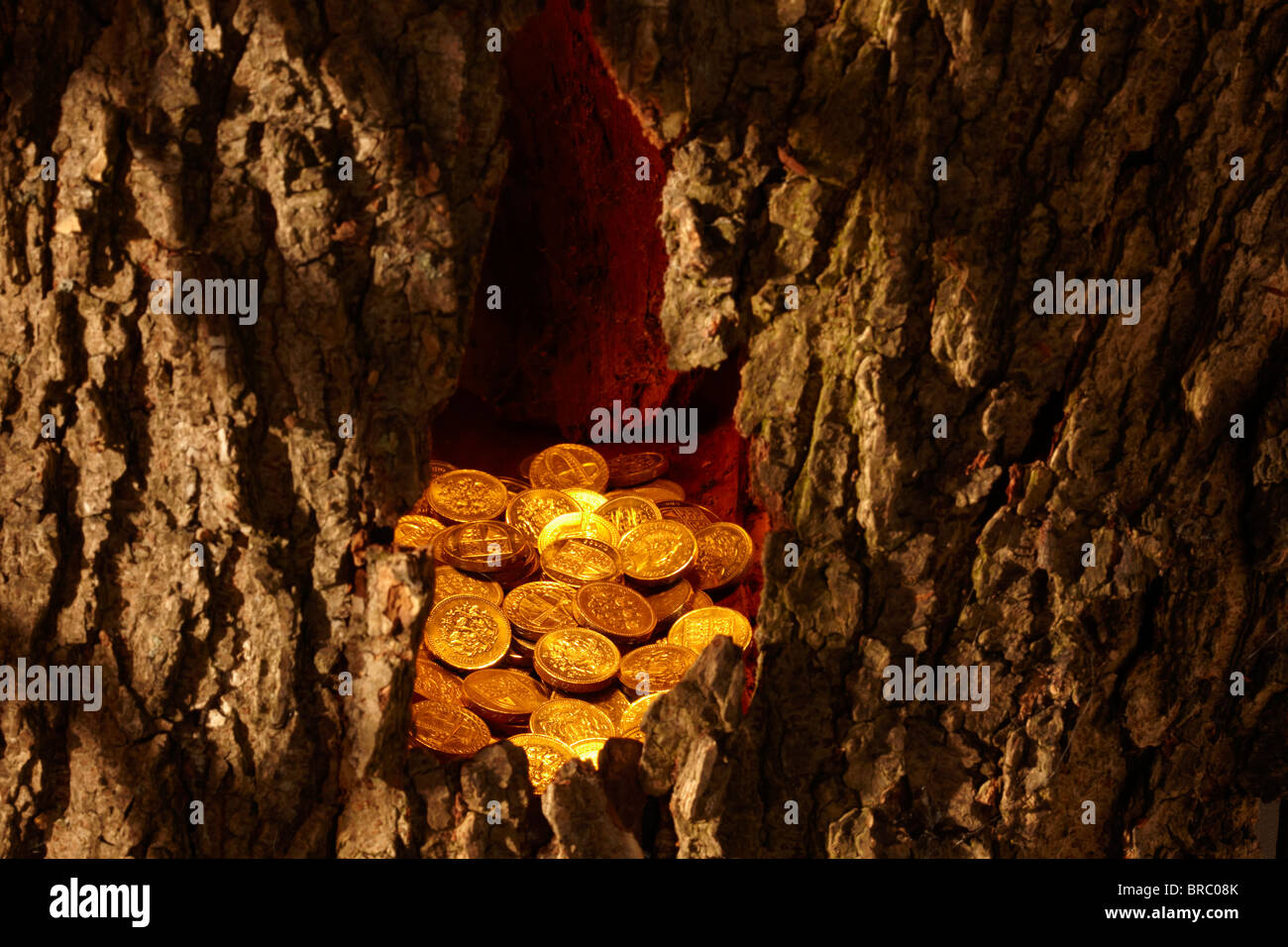 Gold pound coins in tree trunk Stock Photo