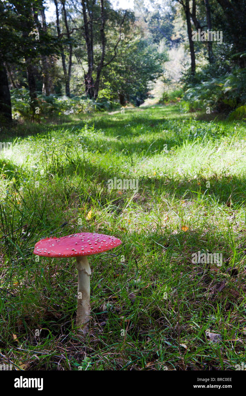 Amanita muscaria, Fly agaric mushroom growing in an english woodland. Stock Photo