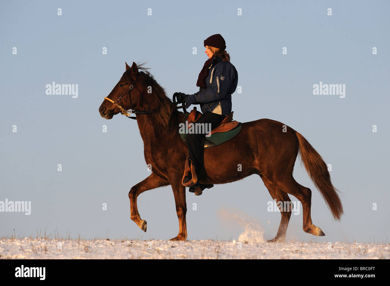 Paso Fino (Equus ferus caballus) with rider at the toelt on snow. Stock Photo
