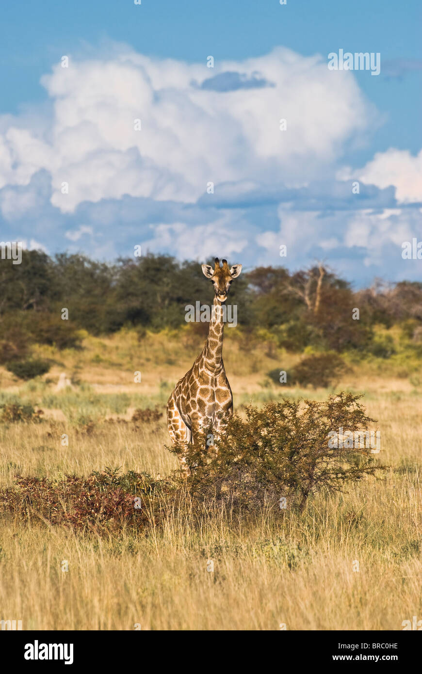 Angolan Giraffe (Giraffa camelopardalis angolensis), giraffe calf watching and hiding behind bush, Etosha National Park, Namibia Stock Photo